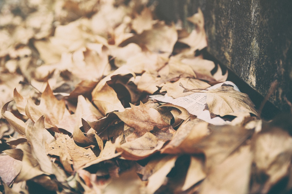 brown dried leaves on the ground